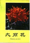 大丽花 封面