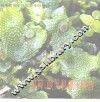 苔藓、蕨类和裸子植物 封面