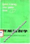 肝脏解剖学 封面