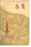 小麦 封面