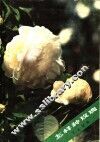 怎样种玫瑰 封面