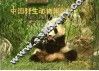 中国野生动物集锦  1 封面