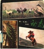 鹤、孔雀、马的动态 电子书封面
