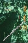 常青树  贵阳市县级干部学习贯彻科学发展观构建社会主义和谐社会理论调研文集 封面