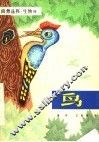 鸟 封面