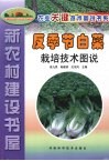 反季节白菜栽培技术图说 封面