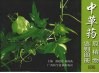 中草药原植物鉴别图册  4 封面
