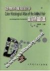 动物纤维组织学彩色图谱 封面