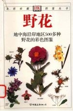 野花 封面
