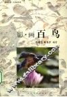 影画百鸟 封面