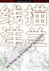 线描洋兰 封面