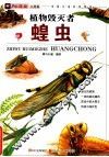 小昆虫大探秘  植物毁灭者  蝗虫 封面