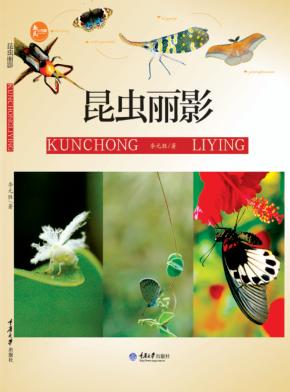 昆虫丽影 封面