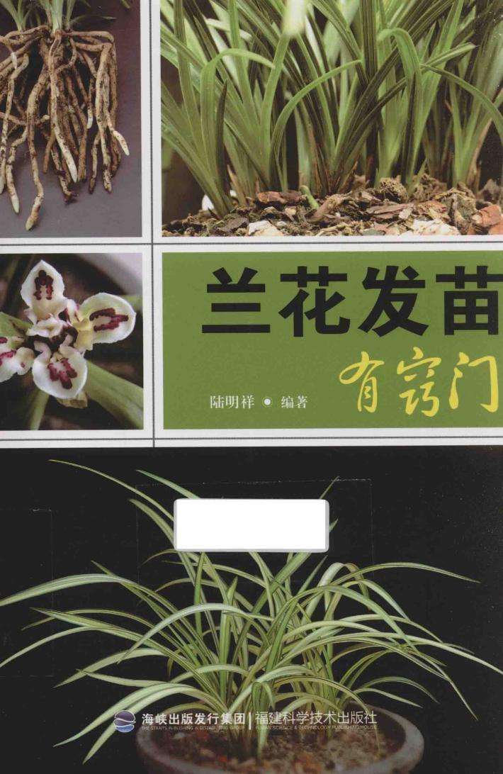 兰花发苗有窍门 封面