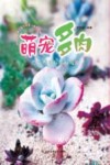 萌宠多肉  四季养护私家秘笈 封面