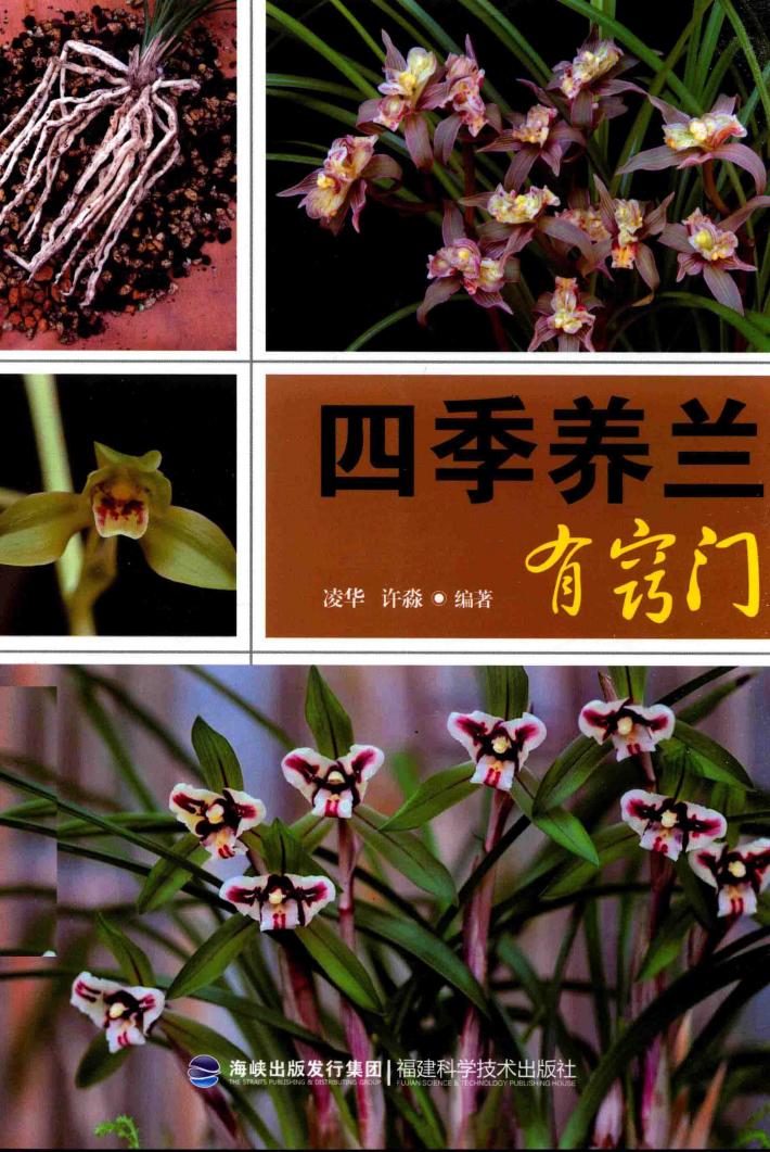 四季养兰有窍门 封面