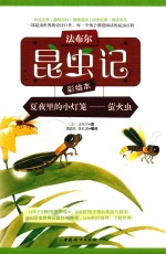 法布尔昆虫记  夏夜里的小灯笼  萤火虫  彩绘本 封面