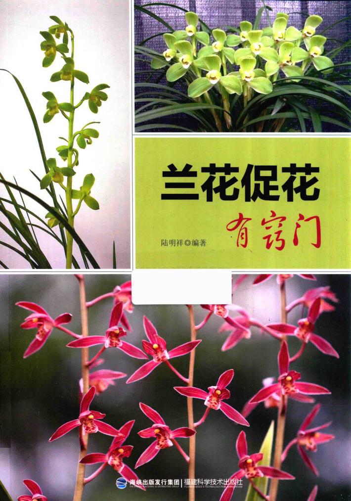 兰花促花有窍门 封面