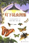 灯下昆虫图鉴 封面