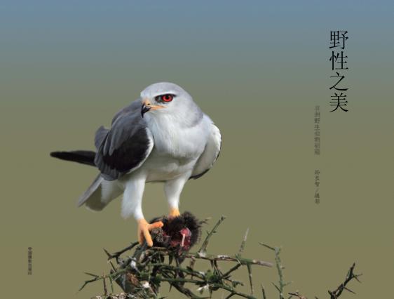 野性之美  非洲野生动物初窥 封面