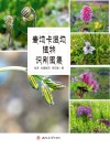 麦地卡湿地植物识别图集 封面