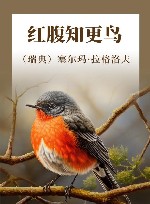 红腹知更鸟 封面
