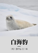 白海豹 封面